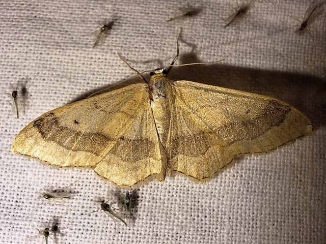 Idaea aversata - nagy sávosaraszoló