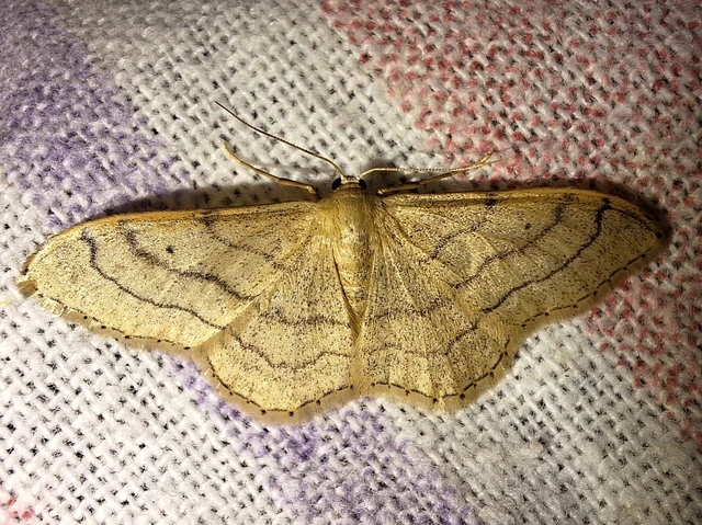 Idaea aversata - nagy sávosaraszoló