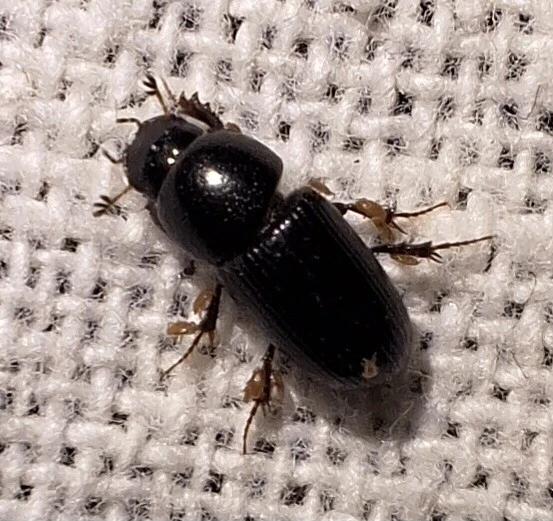 Aphodius varians - változékony trágyabogár