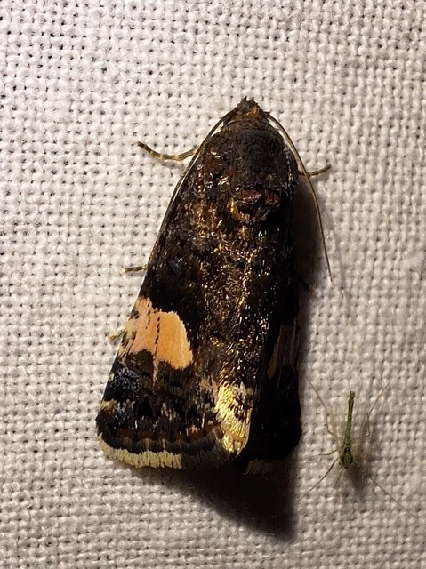 Tyta luctuosa - fekete nappalibagoly