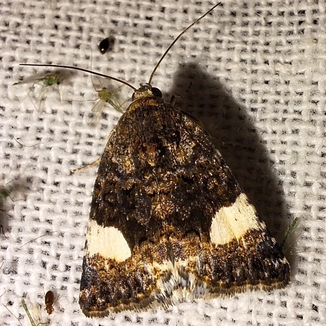 Tyta luctuosa - fekete nappalibagoly