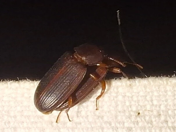 Cynaeus angustus - kukoricarontó gyászbogár