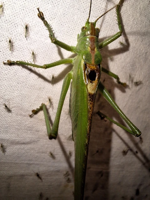 Orthoptera - Egyenesszárnyúak