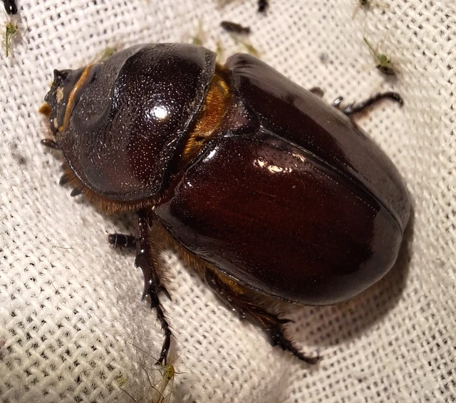 Oryctes nasicornis - orrszarvú bogár