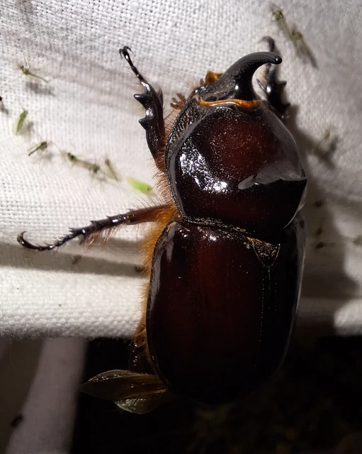 Oryctes nasicornis - orrszarvú bogár