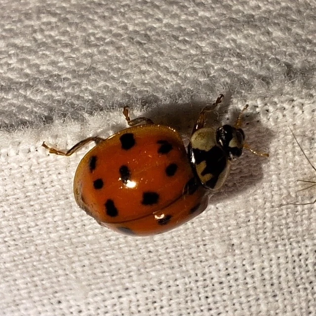 Harmonia axyridis - harlekinkatica