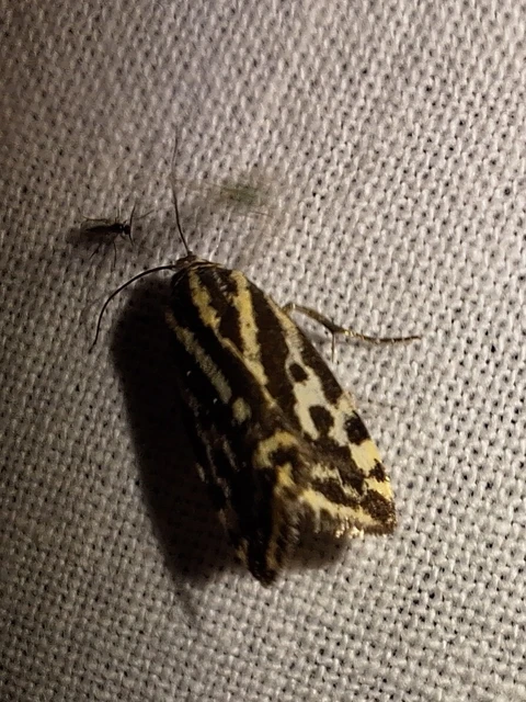 Emmelia trabealis - zebrabagoly