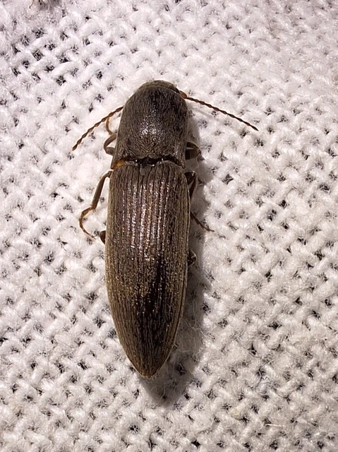 Agriotes