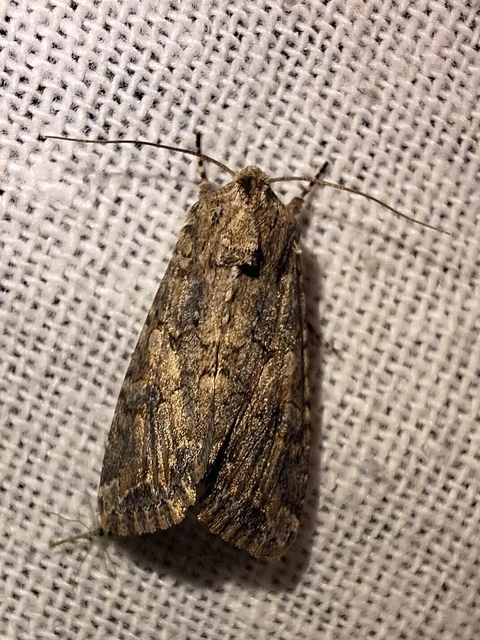 Hadula trifolii - lóherebagoly