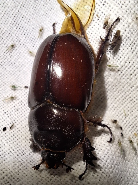Oryctes nasicornis - orrszarvú bogár Oryctes nasicornis - orrszarvú bogár