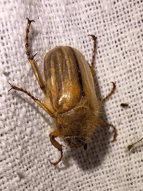 Amphimallon solstitiale - bordás sárgacserebogár