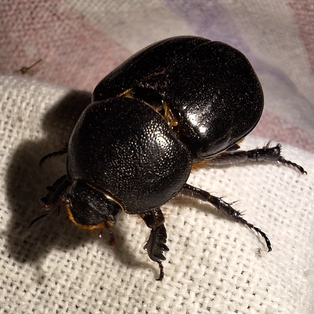 Pentodon idiota - butabogár