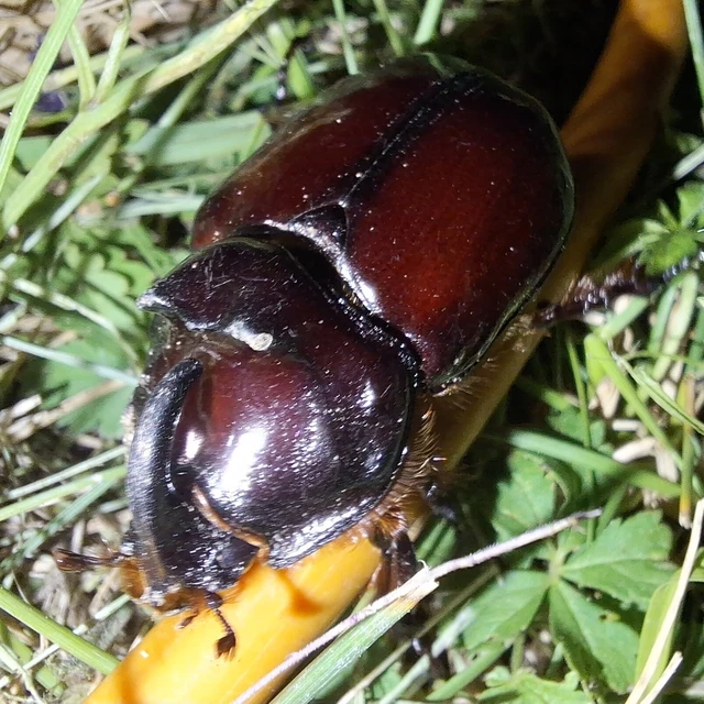 Oryctes nasicornis - orrszarvú bogár Oryctes nasicornis - orrszarvú bogár