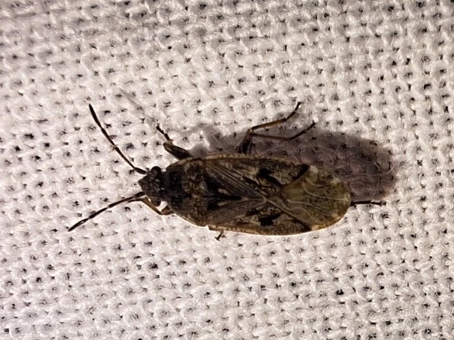 Sphragisticus nebulosus - foltos bodobács Sphragisticus nebulosus - foltos bodobács