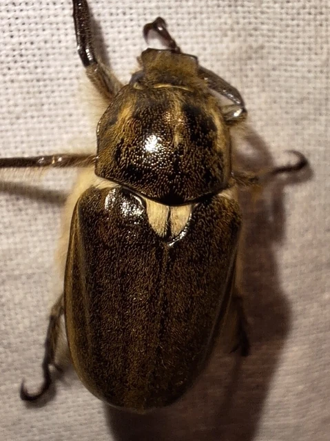 Anoxia pilosa - pusztai cserebogár