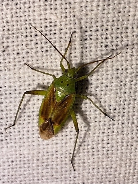 Closterotomus norwegicus - zöld mezeipoloska