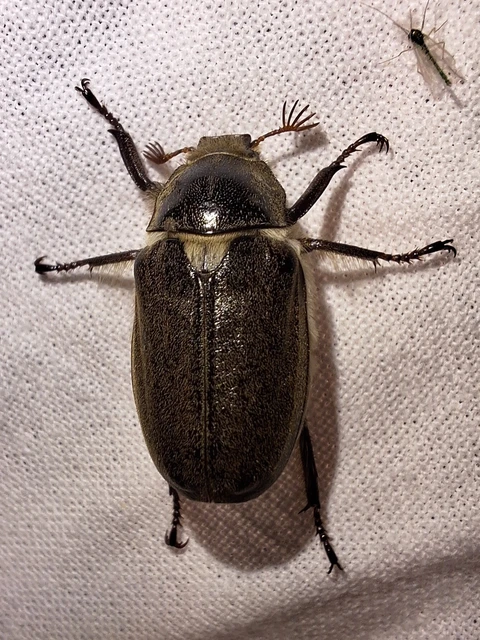 Anoxia pilosa - pusztai cserebogár