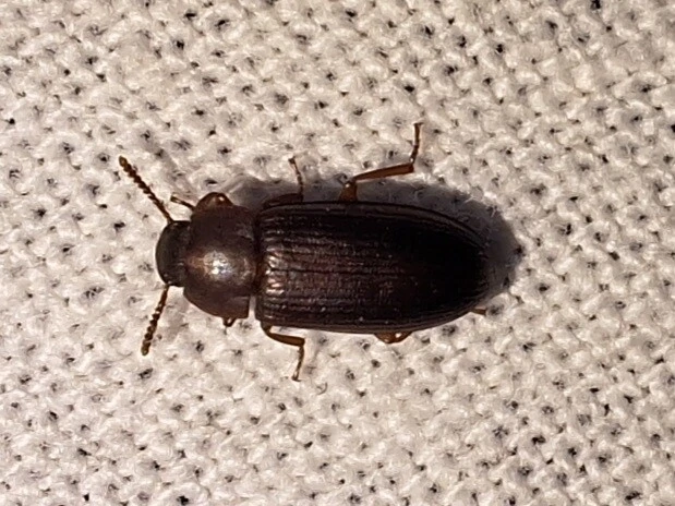 Cynaeus angustus - kukoricarontó gyászbogár