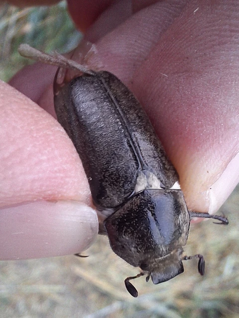 Anoxia pilosa - pusztai cserebogár