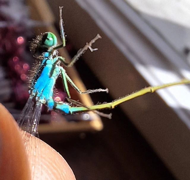 Ischnura elegans pontica - kéköves légivadász