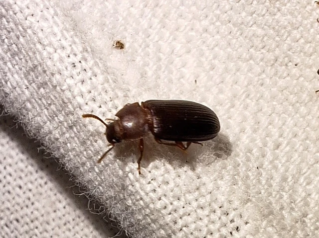 Cynaeus angustus - kukoricarontó gyászbogár