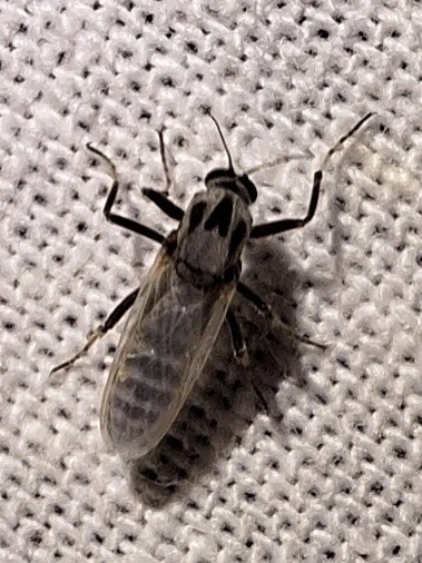 Diptera - Kétszárnyúak Diptera - Kétszárnyúak