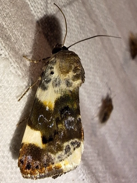 Acontia lucida - fehér nappalibagoly