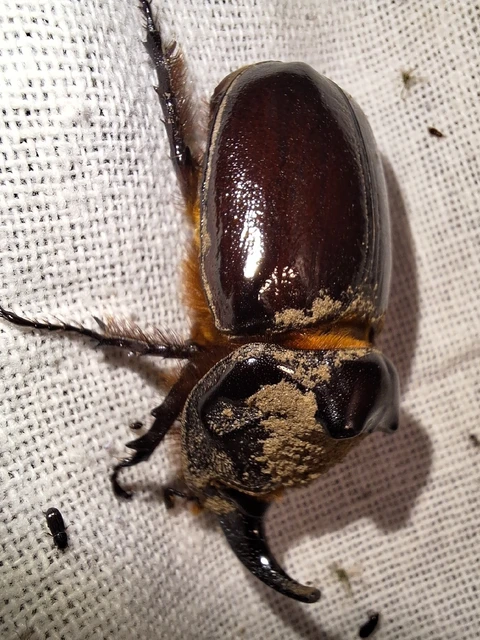 Oryctes nasicornis - orrszarvú bogár Oryctes nasicornis - orrszarvú bogár