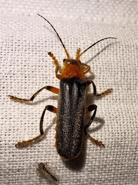 Cantharis livida - mezei lágybogár