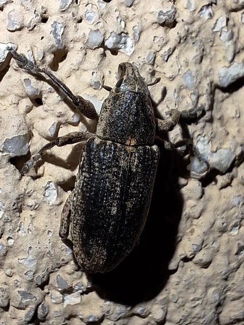 Asproparthenis punctiventris - lisztes répabarkó