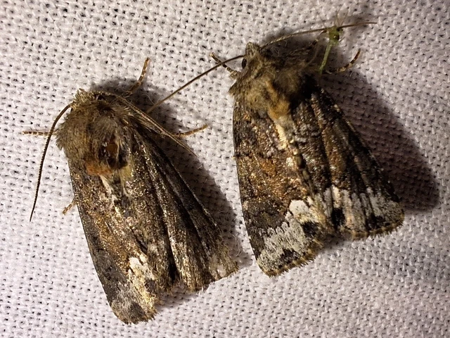 Oligia strigilis - kormos dudvabagoly