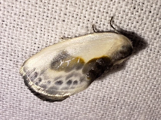 Cilix glaucata - törpe sarlósszövő