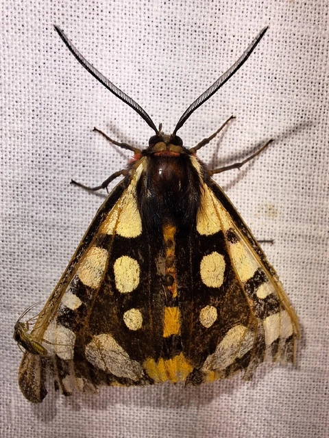 Arctia villica - fekete medvelepke
