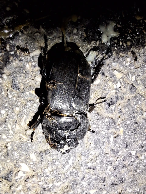 Dorcus parallelipipedus - kis szarvasbogár Dorcus parallelipipedus - kis szarvasbogár