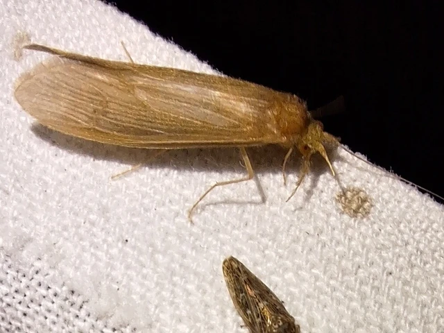 Trichoptera - Tegzesek