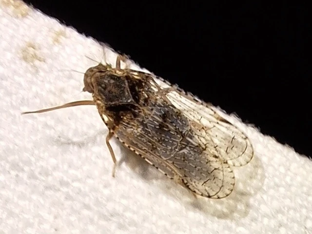 Auchenorrhyncha - Kabócák Auchenorrhyncha - Kabócák
