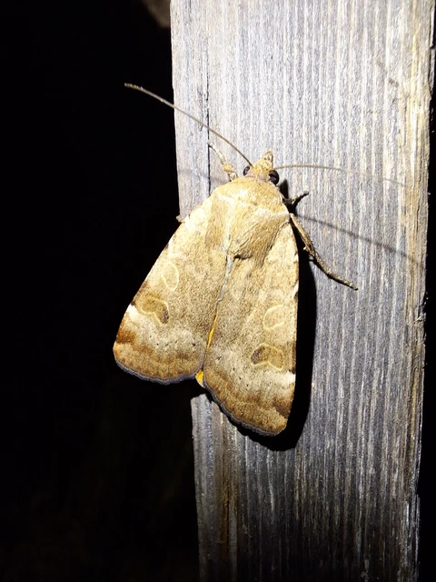 Noctua interposita - köztes sárgafűbagoly