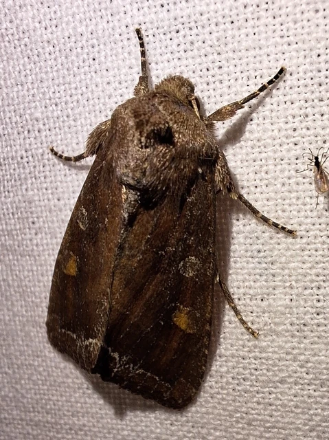 Lacanobia oleracea - saláta-kertibagoly