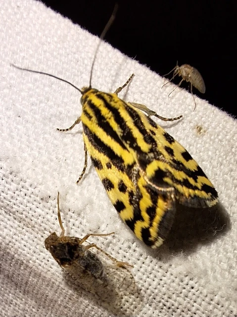Emmelia trabealis - zebrabagoly