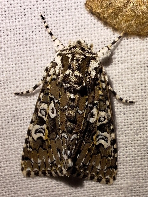 Lamprosticta culta - hármasfoltú bagoly