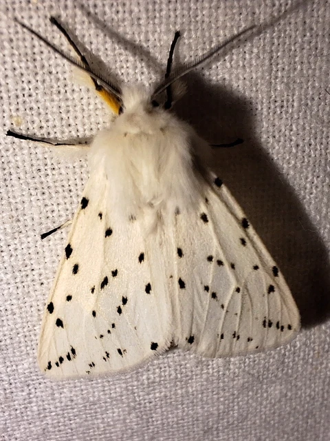 Spilosoma lubricipedum - tejszínű medvelepke