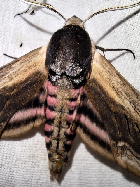 Sphinx ligustri - fagyalszender