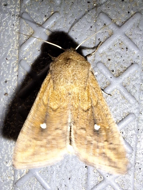 Mythimna albipuncta - fehérpettyes rétibagoly