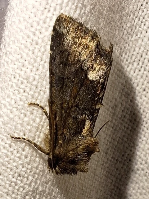 Oligia strigilis - kormos dudvabagoly