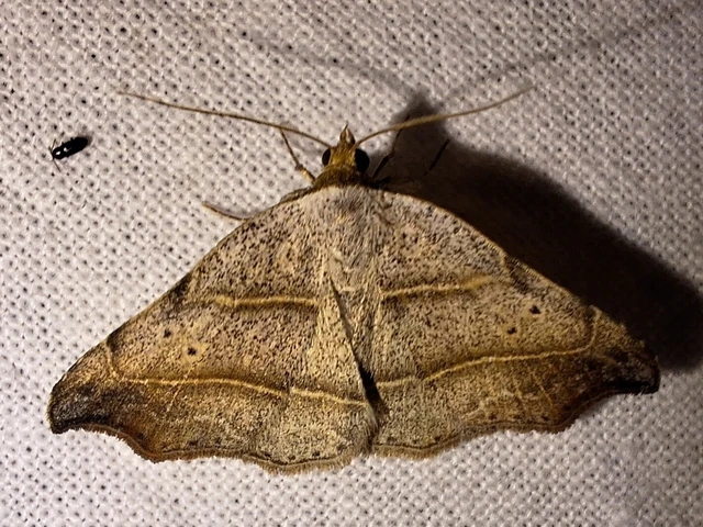 Laspeyria flexula - zuzmóbagoly
