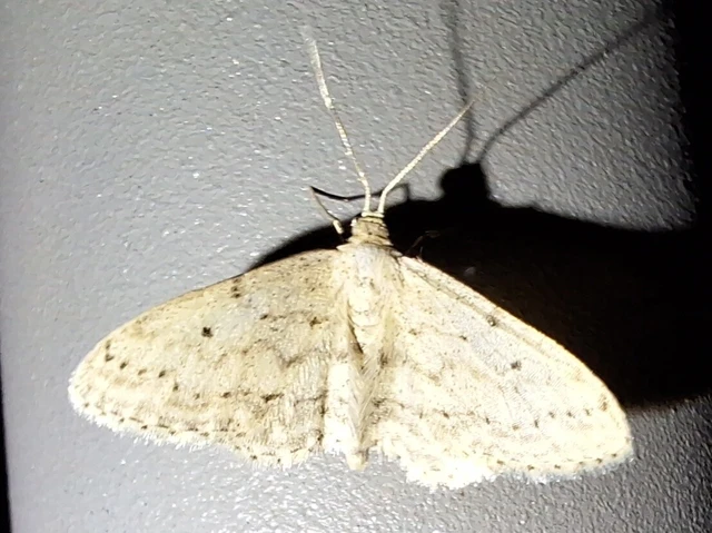 Idaea seriata - szürke apróaraszoló