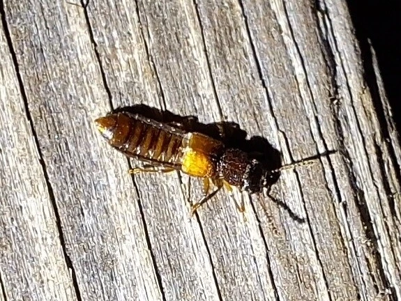Anotylus rugosus - rovátkáshátú korhóholyva Anotylus rugosus - rovátkáshátú korhóholyva