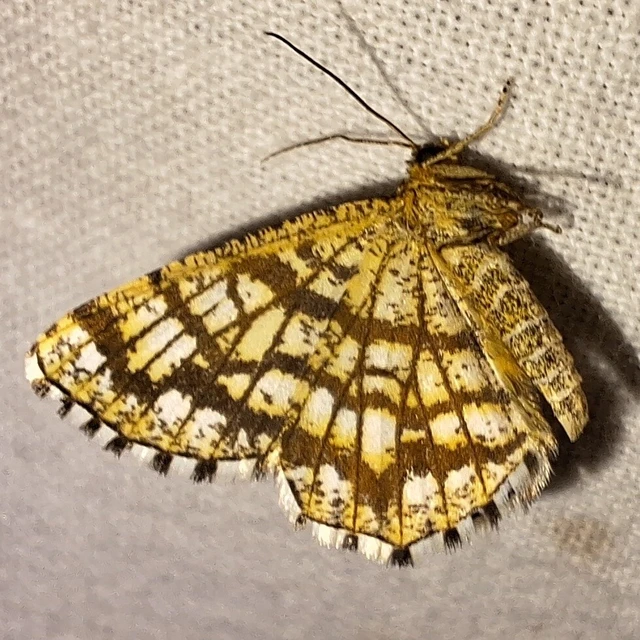 Chiasmia clathrata - rácsos rétiaraszoló