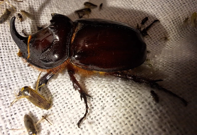 Oryctes nasicornis - orrszarvú bogár Oryctes nasicornis - orrszarvú bogár
