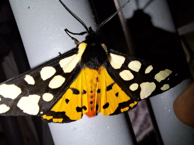 Arctia villica - fekete medvelepke